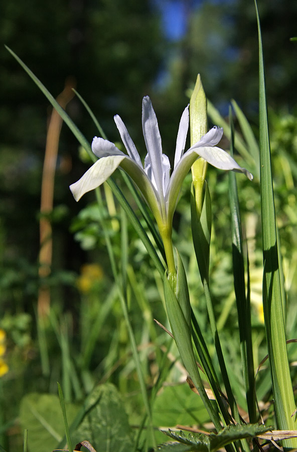 Изображение особи Iris ruthenica.