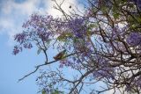 Смотреть изображение Jacaranda mimosifolia