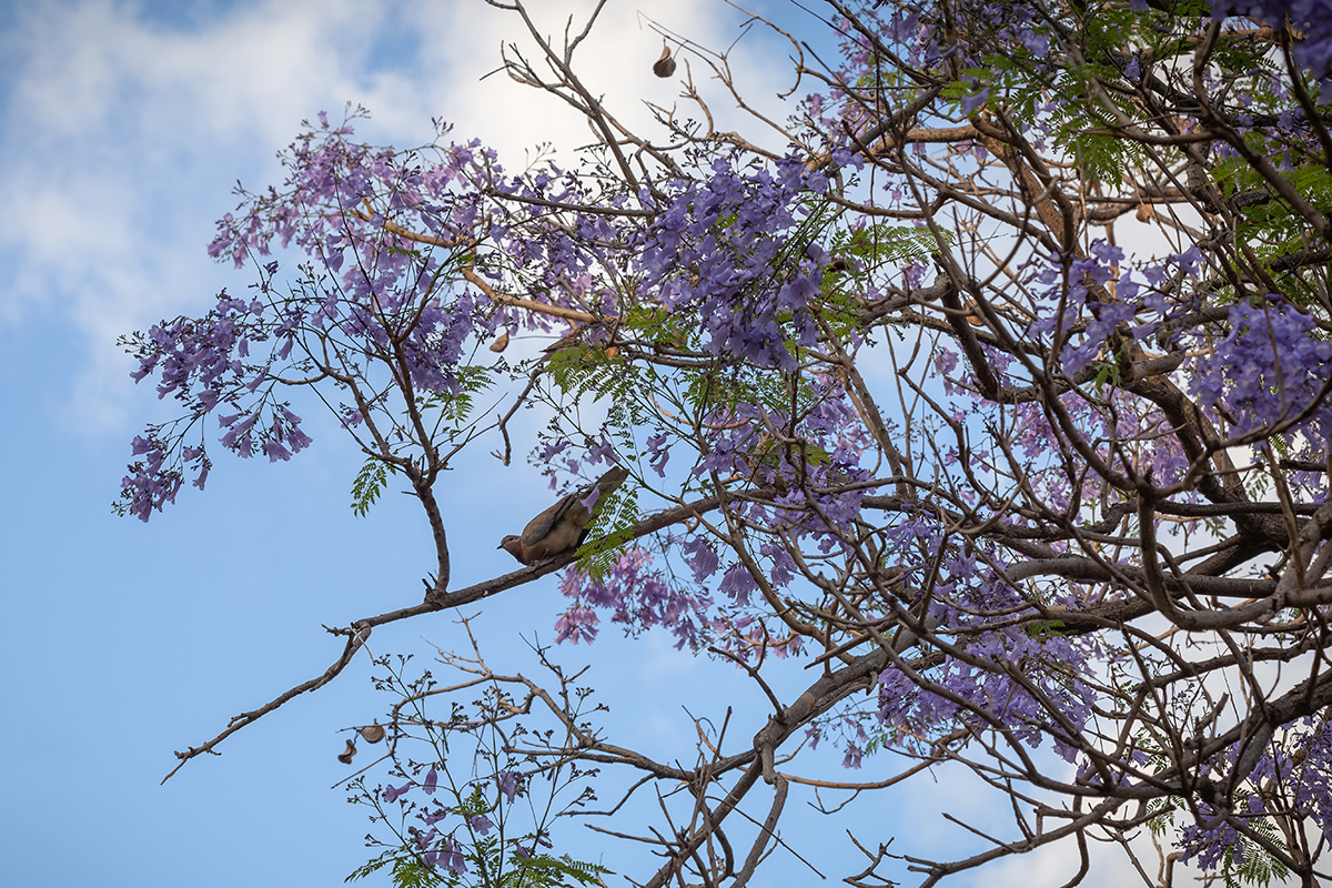 Изображение особи Jacaranda mimosifolia.