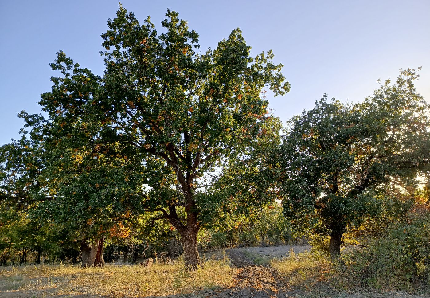 Image of Quercus robur specimen.