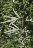 Artemisia verlotiorum