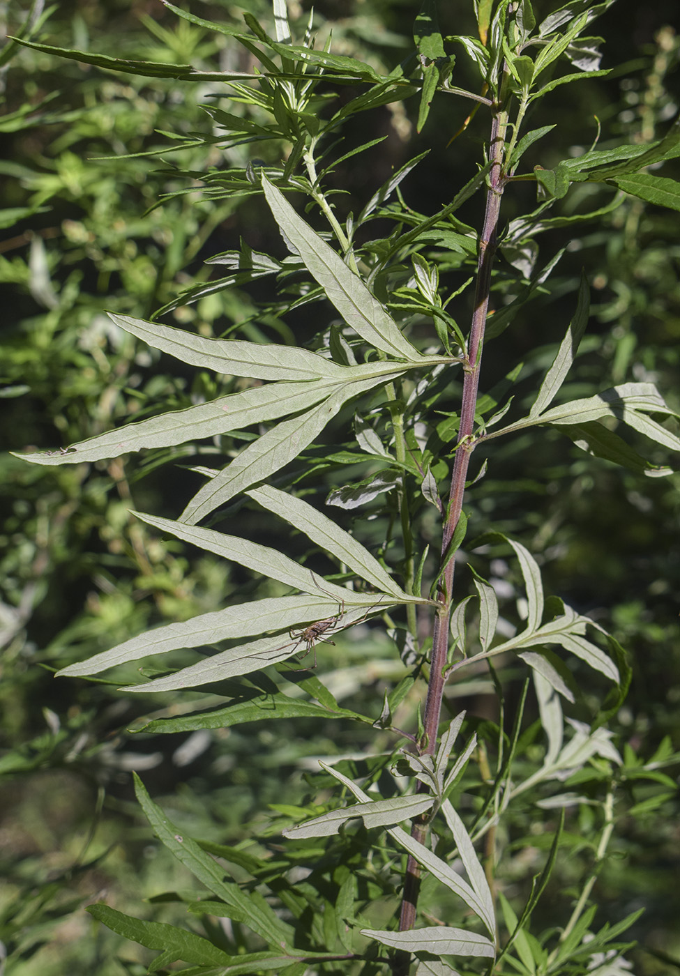 Image of Artemisia verlotiorum specimen.