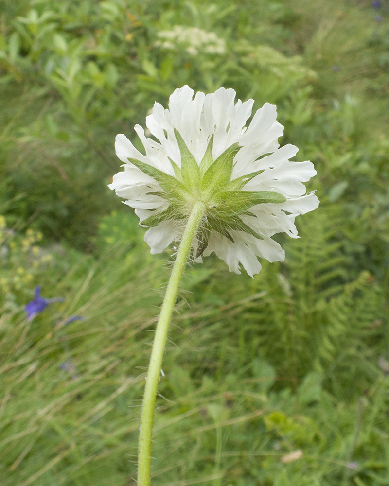 Image of familia Dipsacaceae specimen.