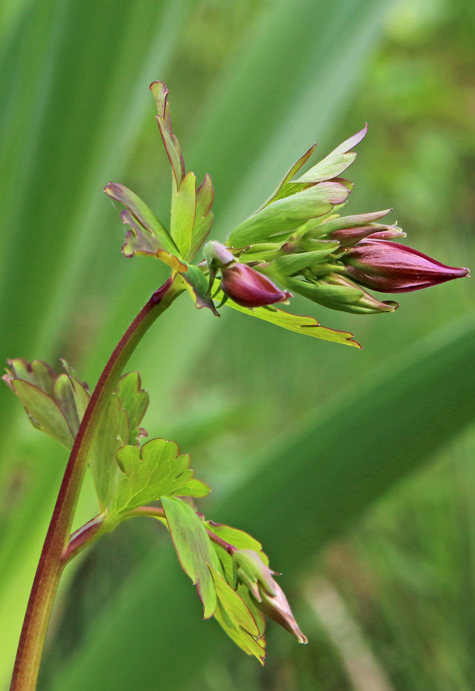 Image of Aquilegia oxysepala specimen.