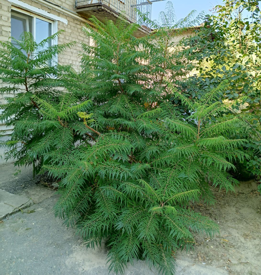 Image of Rhus typhina f. laciniata specimen.