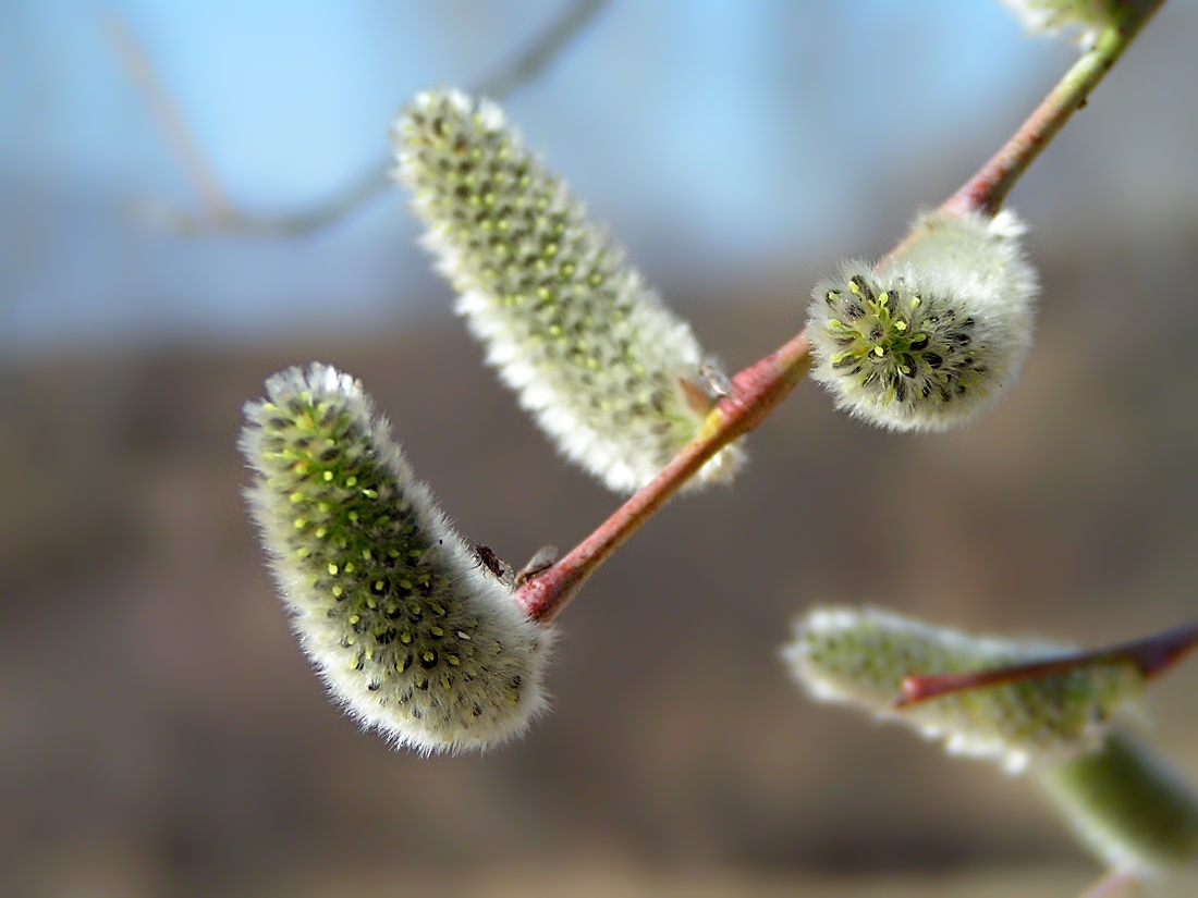 Изображение особи Salix rorida.