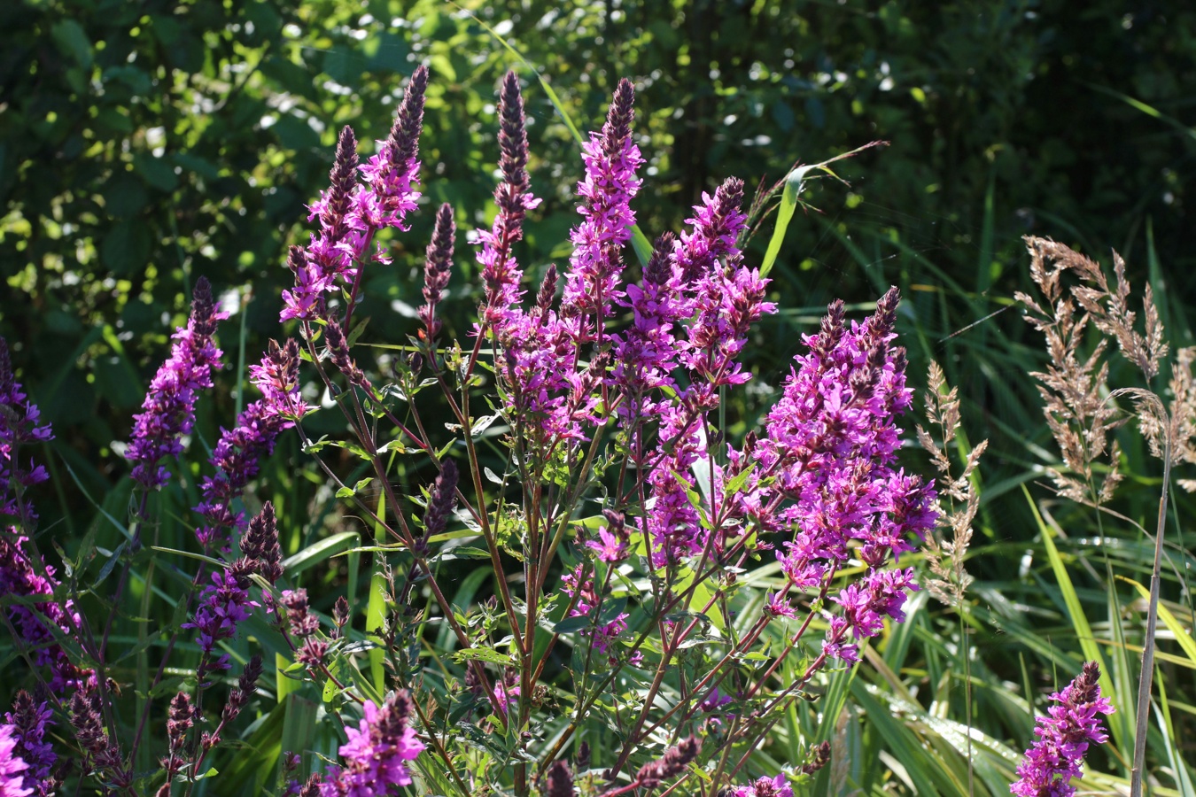 Изображение особи Lythrum salicaria.