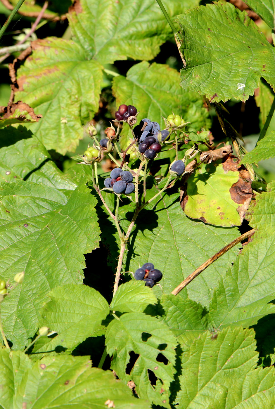 Изображение особи Rubus caesius.