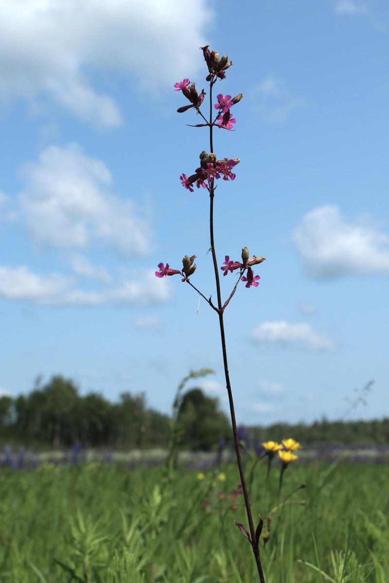 Изображение особи Viscaria vulgaris.