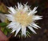 Cousinia coronata. Соцветие (вид сверху). Узбекистан, Кашкадарьинская обл., Китабский геологический запов.; Зеравшанский хр., местность Обиё, глинистая почва. 21.07.2023.