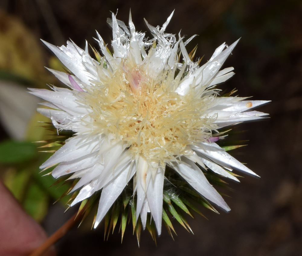 Image of Cousinia coronata specimen.