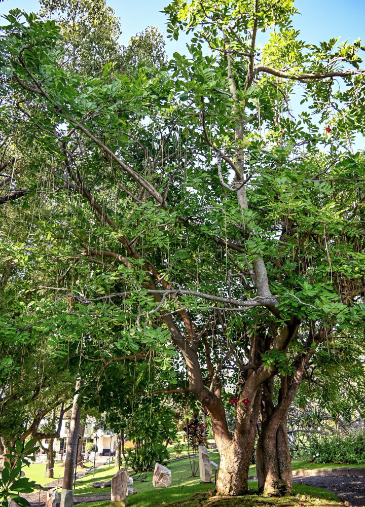 Image of Kigelia pinnata specimen.