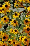 Rudbeckia triloba