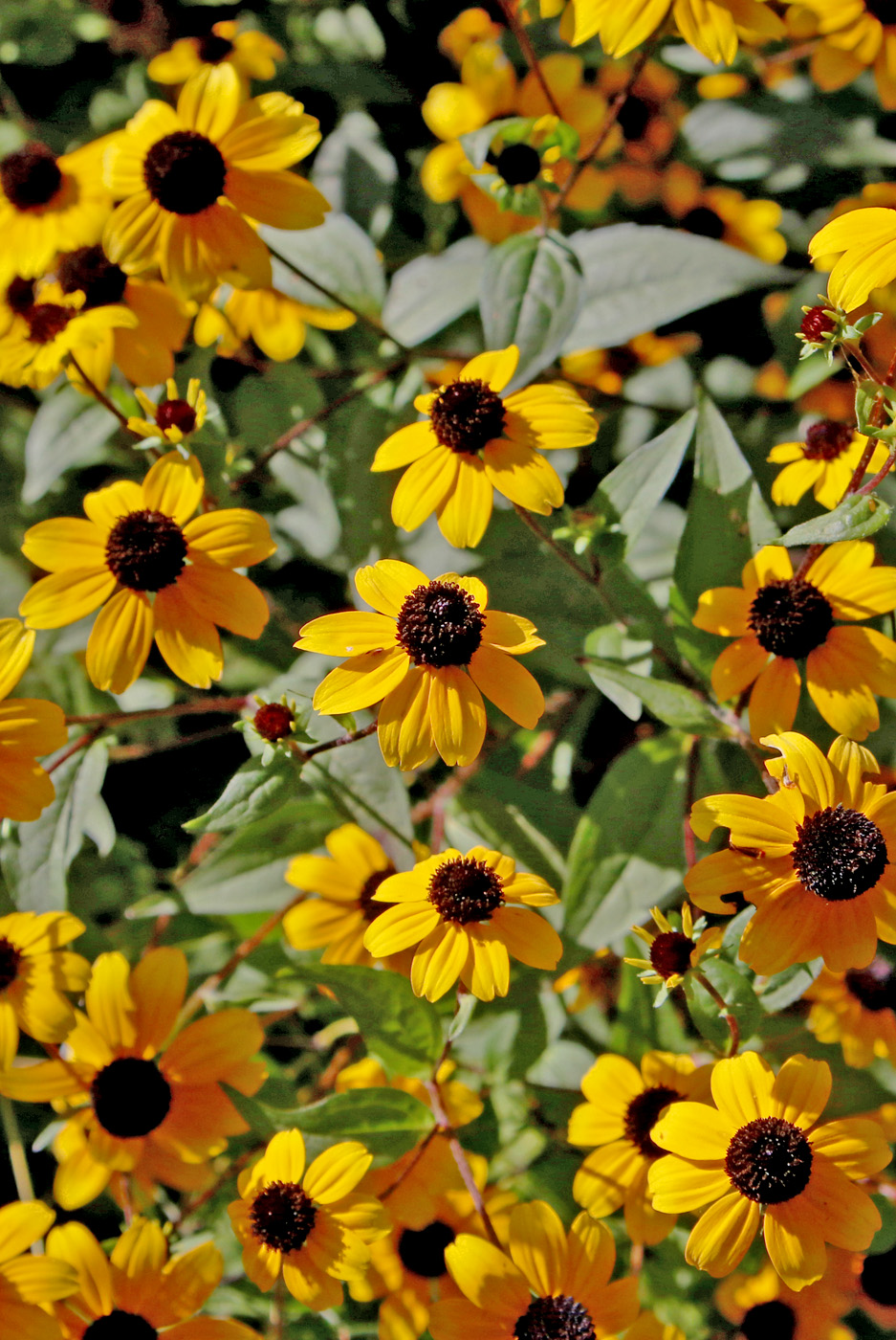 Image of Rudbeckia triloba specimen.