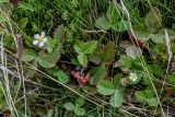 Fragaria vesca. Цветущие и плодоносящее растения в сообществе с Erica и Poaceae. Португалия, Азорские о-ва, о-в Сан-Мигел, окр. оз. Лагоа-ду-Фогу, ≈ 1000 м н.у.м., верещатник. 14.08.2025.