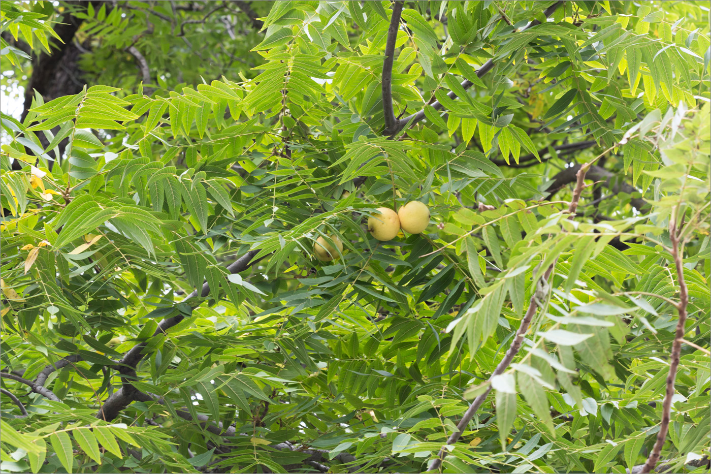 Image of Juglans nigra specimen.