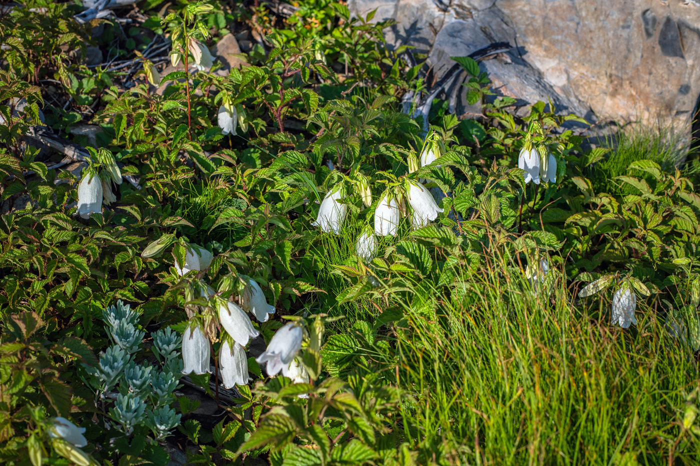 Image of Campanula punctata specimen.