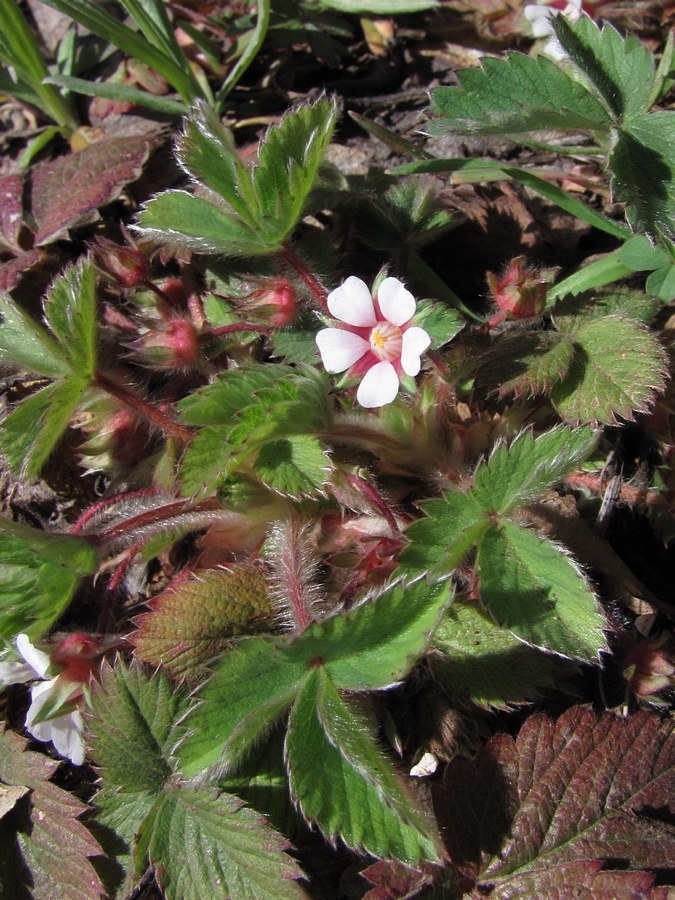 Изображение особи Potentilla micrantha.