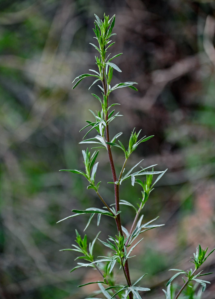 Image of genus Artemisia specimen.