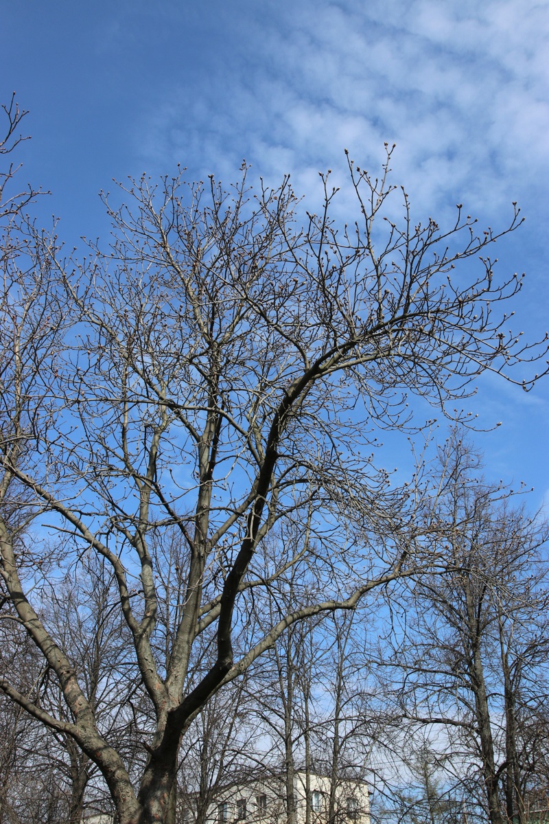 Изображение особи Aesculus hippocastanum.