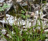 genus Carex. Верхушки цветоносов. Воронежская обл., памятник природы ур. \"Белогорье\", крутой склон р. Дон, лес. 02.05.2026.