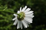 genus Leucanthemum