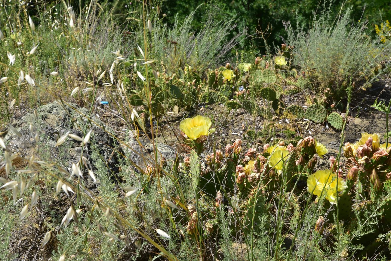 Image of genus Opuntia specimen.