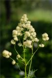 Thalictrum lucidum. Соцветие. Санкт-Петербург, Петергоф, Луговой парк, разнотравный луг (с преобладанием Aegopodium podagraria) между дорожкой и берегом Старопетергофского канала. 29.06.2026.