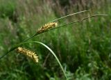 genus Carex. Верхушка плодоносящего растения. Московская обл., г. Подольск, вырубка под ЛЭП, заболоченный луг. 02.07.2026.