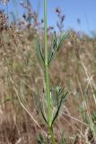 род Galium