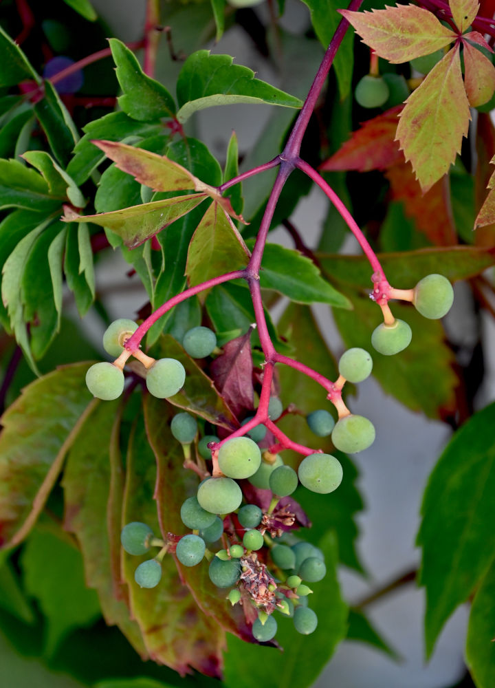 Изображение особи Parthenocissus quinquefolia.
