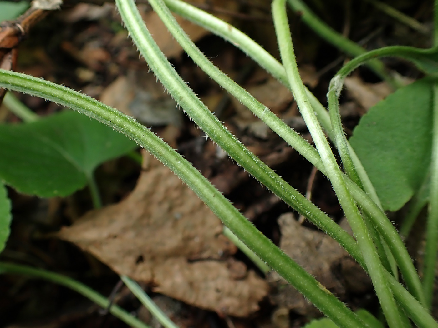 Image of Viola brachyceras specimen.