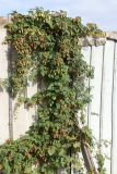 Humulus lupulus. Плодоносящие растения на заборе. Беларусь, г. Витебск, ул. Кондратьева близ музея М. Шагала. 03.10.2026.