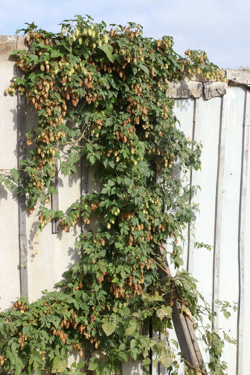 Image of Humulus lupulus specimen.