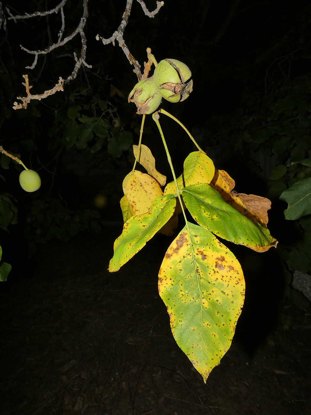 Изображение особи Juglans regia.