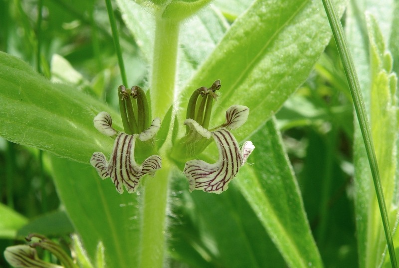 Image of Ajuga laxmannii specimen.