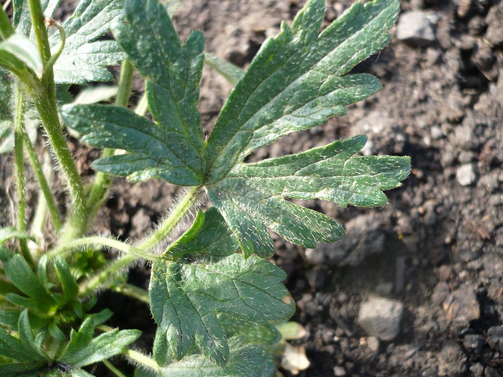Изображение особи Ranunculus submarginatus.