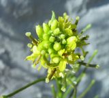 Sisymbrium confertum