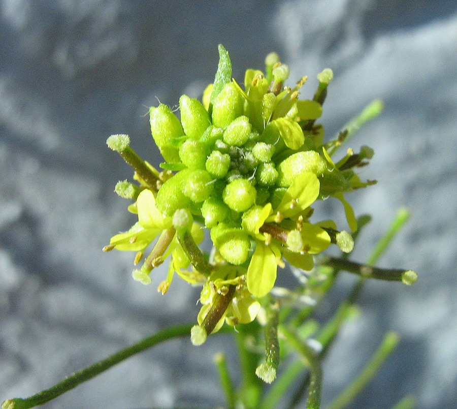 Изображение особи Sisymbrium confertum.