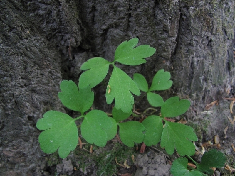 Image of Adoxa moschatellina specimen.