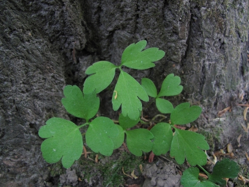 Изображение особи Adoxa moschatellina.