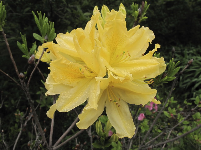Image of Rhododendron japonicum var. aureum specimen.