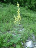 Verbascum lychnitis