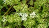 Sedum oppositifolium