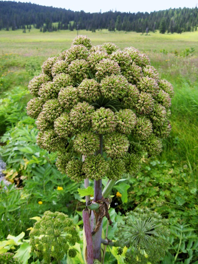 Изображение особи Archangelica sajanensis.
