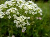 Pimpinella saxifraga. Часть соцветия. Тверская обл., Ржевский р-н, р. Волга, окр. переката Рождественский, заливной луг. 9 июля 2011 г.