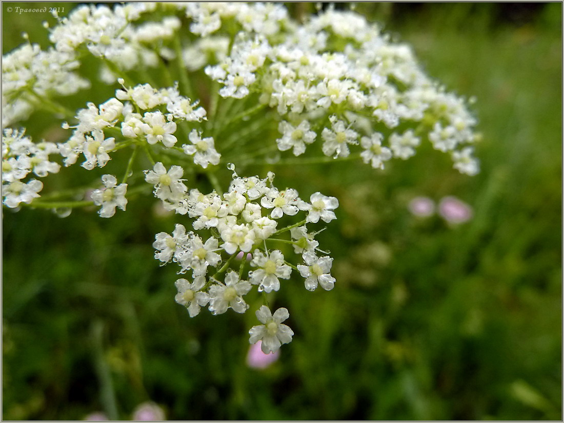 Image of Pimpinella saxifraga specimen.