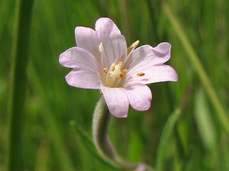 Изображение особи Epilobium palustre.