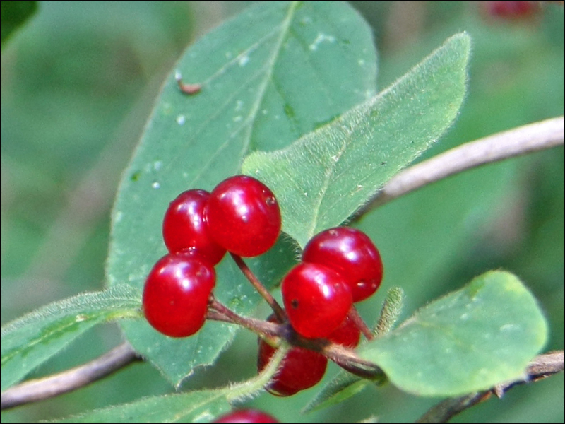 Изображение особи Lonicera xylosteum.