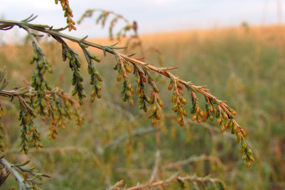 Изображение особи Artemisia santonicum.